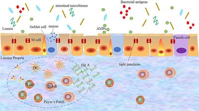 The Role of Intestinal Mucosal Barrier in Autoimmune Disease: A Potential Target